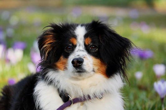Un chien, est-ce possible chez moi ?