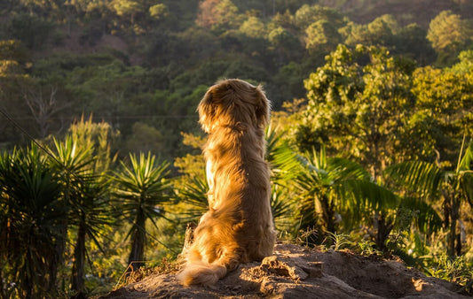 Comment voyager avec son chien ?