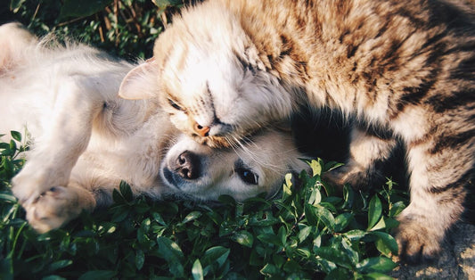 Comment prendre soin de son animal de compagnie ?