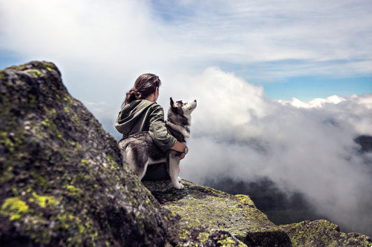 7 RÈGLES QUE VOUS DEVEZ ABSOLUMENT ENSEIGNER À VOTRE CHIEN POUR VOTRE SÉCURITÉ